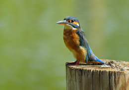 Обыкновенный зимородок (Common Kingfisher) / Зимородок