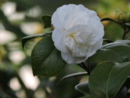 &nbsp; / Camellia
