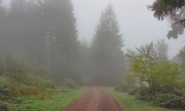 Когда был туман / утренний лес
