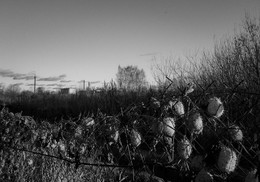 &nbsp; / Дачные зарисовки