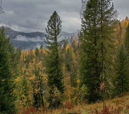 Осень в горах. / Горный Алтай.
