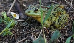 Любительница прекрасного. / &quot; &quot; &quot;