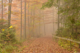 Туман в осеннем лесу / Дорога к замку Нойшванштайн.