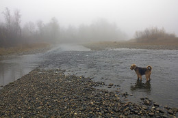 Туманная перспектива / Моя любимая собака .
