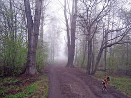 Туманная перспектива / Гоша в тумане