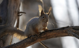 Запасы на зиму / белка