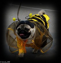 Пчёлка Майя :) / Выставка собак, 23 августа, Солигорск,
на фото победитель конкурса &quot;Костюмированное шоу&quot;