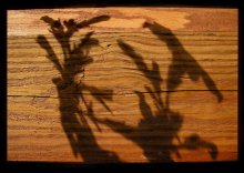 серый волк и красная шапочка / ******:)