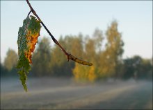 &nbsp; / утро, прогулка, полянка, осень, настроение ...
