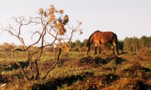 Мустанг / своб.живущие лошади в парке&quot;new forest&quot;(Англия2004)