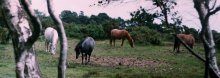 Белый,чёрный и два красных... / своб.живущие лошади в парке&quot;new forest&quot;(Англия2004)