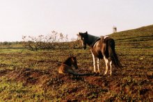...это наша территория! / своб.живущие лошади в парке&quot;new forest&quot;(Англия2004)