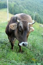 Корова / Корова в Буковеле