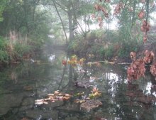 Пейзаж / осень, утро, река, легкий туман