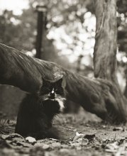 &quot;..и днём, и ночью кот учёный..&quot; / это всё, что осталось от дуба, злотой цепи и учёного кота..