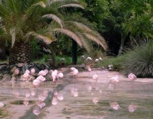 фламинго / собственно вечноспящие розовые фламинго