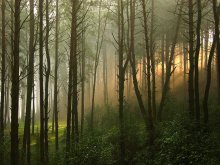 В лесу на рассвете / рано утром