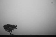 туманное удвоенное одиночесво / одинокое дерево в компании одинокого пятна на матрице на фоне тумана