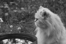 Янка / моя кошка