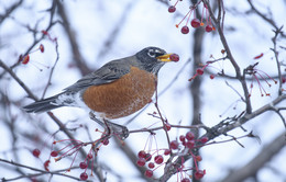 American robin (Turdus migratorius) / Странствующий дрозд

вид птиц семейства дроздовых, широко распространённый на территории Северной Америки.
То , что дрозд любит ягоды я знал, но вот впервые повезло зделать снимок подтверждающий это.