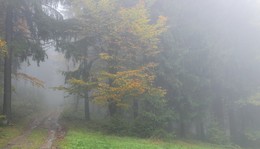 Вдоль по склону в туман / Осенний лес