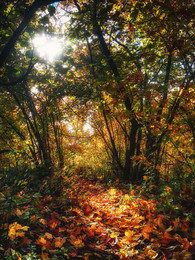 Autumn / Gold autumn
Золотая осень