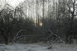 Далёкое солнце / Холодное утро предзимья