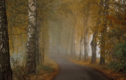 Краски осени / Когда наступает осень и опускается туман , природа наряжается своей красотой . Зарисовка .