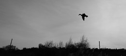 селезень / пролетал
