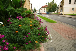 Городские цветы / цветы . улица. город
