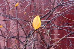 Последний желтый лист. / Осенний лист и капельки.