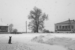 Заснеженная пятница / Усолье снег собака автобус