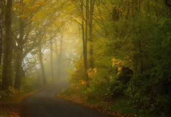 За поворотом осень . / Осенние зарисовки туманным утром .