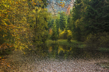 Осенняя акварель. / осень,краски,озеро,листья
