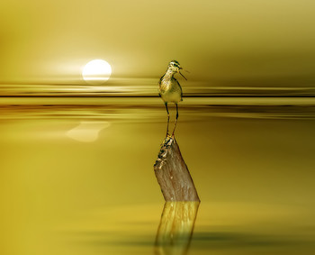 Не впервой / утренняя песнь звучит