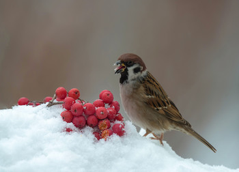 Весёлый воробей / .....