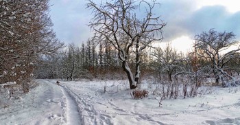 зимний пейзаж / Зима.Декабрь.Близится вечер.Старый заброшенный парк после снегопада.И тропинка...