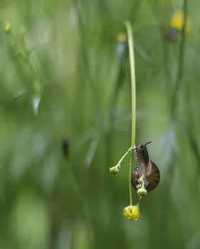 Раскачиваясь на цветке / фотоохота