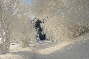 Зимнее кружево. / Иней в мороз на деревьях у парящего Енисея.
