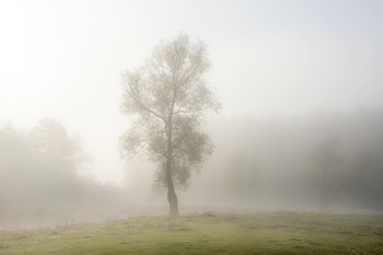 Одиночество / Одинокое дерево в тумане
