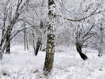 Зимняя фантазия / Иней вездесущий