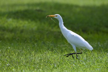 Cattle egret / Египетская цапля

Встречается в тропиках и на юге умеренной зоны на всех континентах.
Гнездится колониями, чаще совместно с другими аистообразными
Питается преимущественно насекомыми (кузнечики, саранчовые, стрекозы, слепни, водяные жуки и их личинки) и другими беспозвоночными (пауки, сколопендры, медведки, моллюски), часто кормится на сухих местах. Реже добывает лягушек и мелкую рыбу. Любит кормиться вблизи пасущегося крупного рогатого скота, особенно буйволов, и отдыхать на спинах этих животных, когда они спокойно лежат в воде мелких водоёмов.