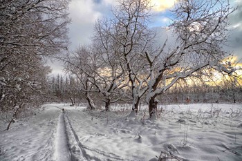 красота зимы / Зима.Декабрь.Тропинка в даль...