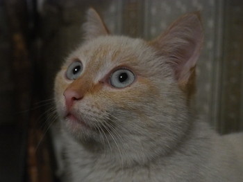 беляш / котик