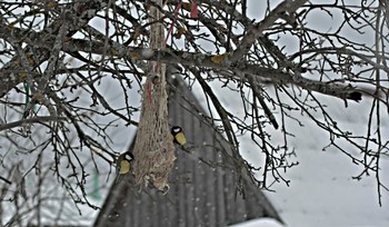 Перекус сальцом. / &quot; &quot; &quot;