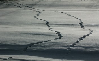 Зимняя зарисовка / договорились