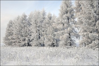 Зимний наряд / Природа готова к встрече Нового Года