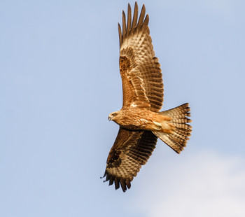 Коршун / Черный коршун 
(лат. Milvus migrans).
август 2007. 
Самарская обл.