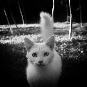 Морда белой кошки в Озерках / Морда белой кошки в Озерках