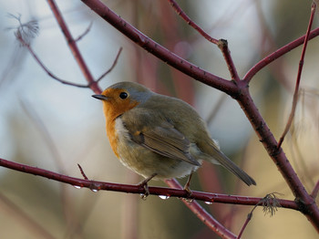 Зарянка (лат. Erithacus rubecula) / Зарянка (лат. Erithacus rubecula)